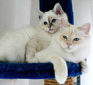 Hilda och Sigrid