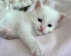 Sigrid