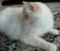 Sigrid
