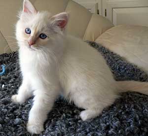 Caspian