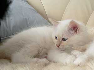 Maximilian
