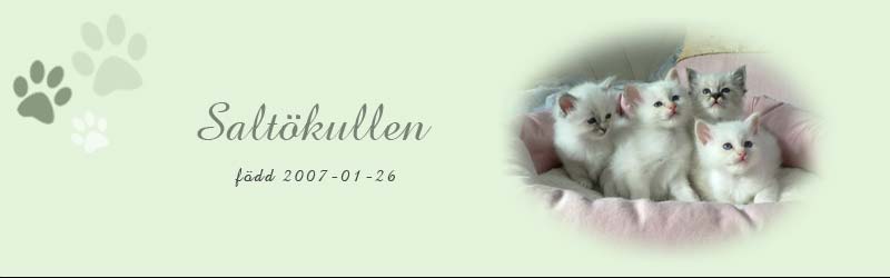 Saltökullen