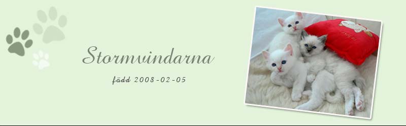 Stormvindarna