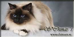 chimrs helig birma